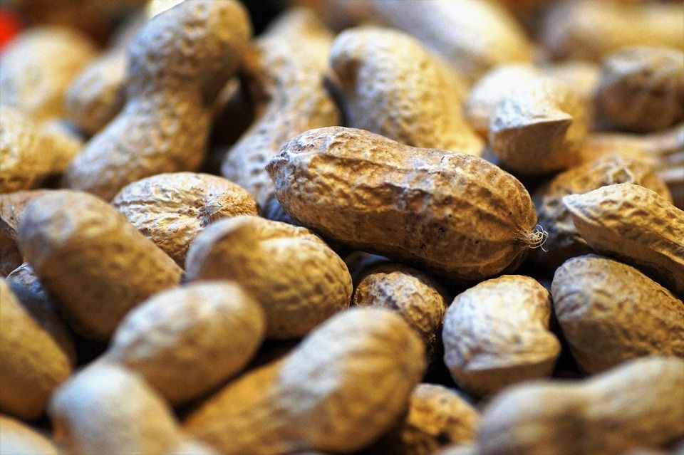 Peanut allergies on the rise